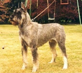 Galria, IntCh., Vilggyztes, Olympia v. Born (1988-2002)