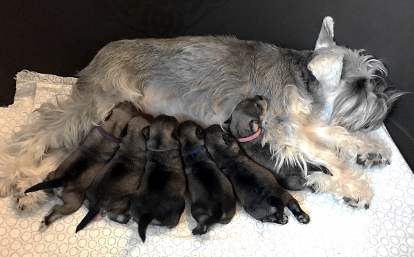 Schnauzer - Expected litters 2021.A 0