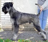 Schnauzer - IntCh. Silver Senator Navajo - 4