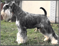 Schnauzer - HCH.Zenaches Mir-Joan (Esp imp) - 5