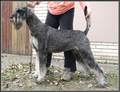 Schnauzer - Giant junior female is available