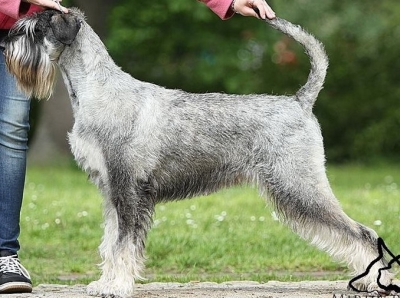 Schnauzer - New Show results!