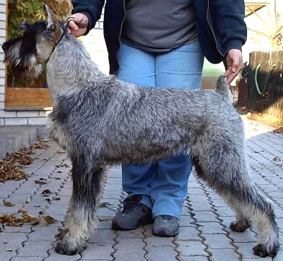 Schnauzer - CH.Silver Senator Billie Jean - 8