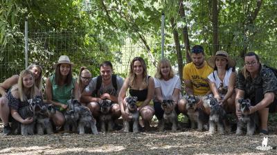 Schnauzer - Schnauzer fest!