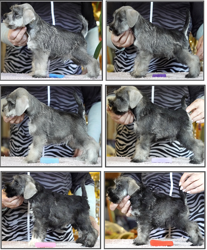 Schnauzer - Puppies for sale 2023.J 0