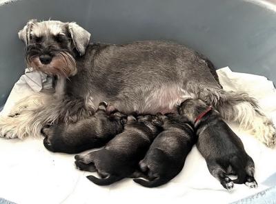 Schnauzer - We're waiting new minis litters