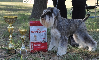 Schnauzer - Show time!