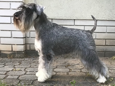 Schnauzer - Show news!