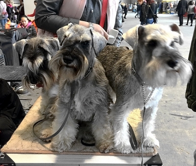 Schnauzer - Show news!