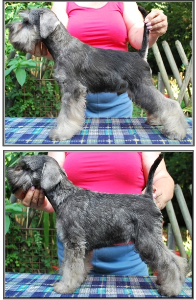 Schnauzer - S-bors trpe schnauzer kiskutyk!