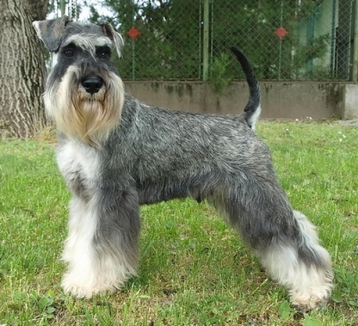 Schnauzer - New dog