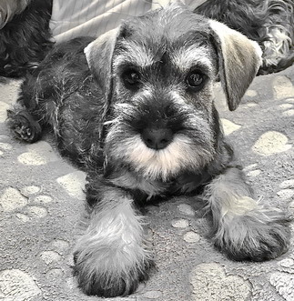 Schnauzer - Puppies