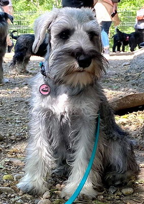 Schnauzer - puppies were born