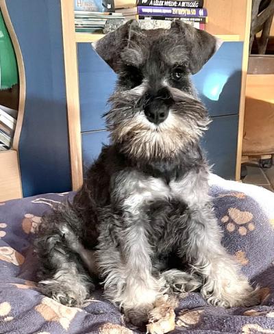 Schnauzer - Trpe schnauzer