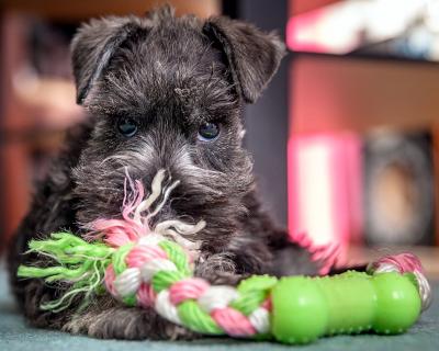 Schnauzer - New mini litter!