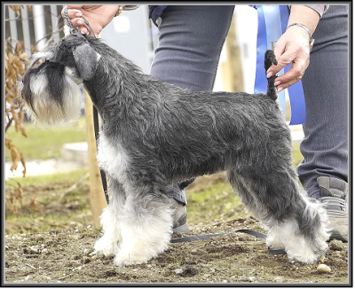 Schnauzer - News!