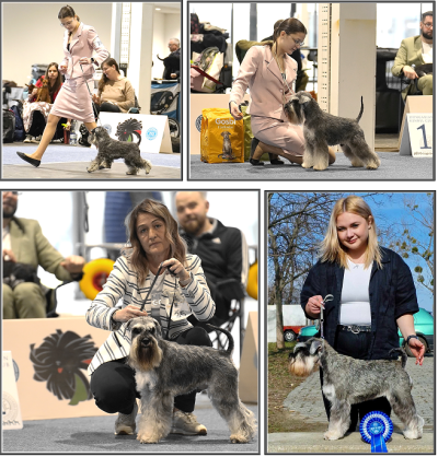 Schnauzer - Show news!