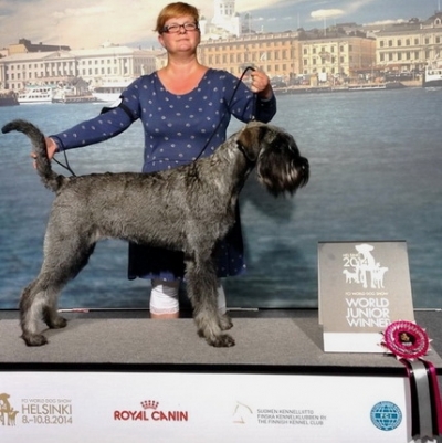 Schnauzer - Great news from Helsinki -WDS'14