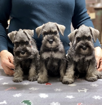 Schnauzer - 8 weeks age pictures