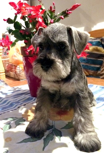 Schnauzer - Trpe schnauzer kiskutyk!