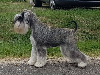 Schnauzer - Killtsi hrek!