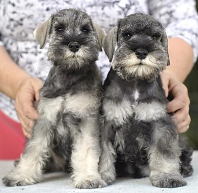 Schnauzer - New mini litter was born