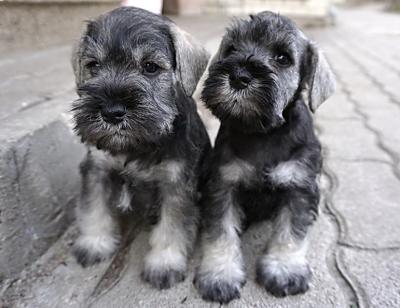 Schnauzer - Trpe schnauzer kiskutyk szlettek