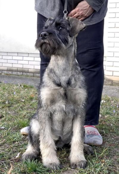 Schnauzer - RIS SCHNAUZER kiskutyk!