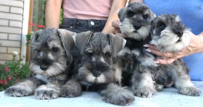 Schnauzer - New mini litter