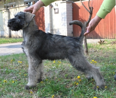 Schnauzer - s-bors ris alom!