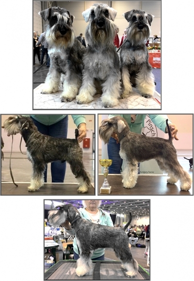 Schnauzer - Show news!