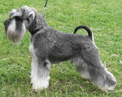 Schnauzer - news from dogshow!