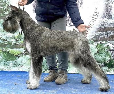 Schnauzer - j tenyszkutya !
