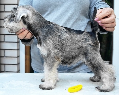 Schnauzer - New mini litter!