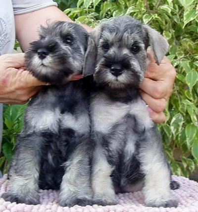 Schnauzer - Trpe schnauzer alom szletett