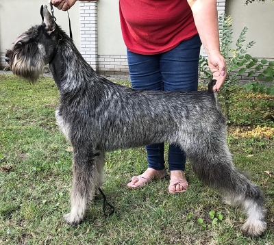 Schnauzer - Giant female