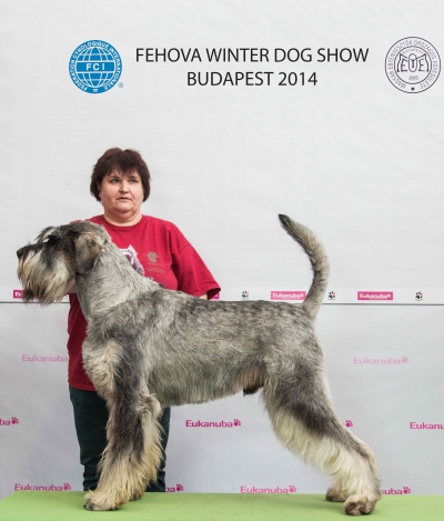 Schnauzer - FEHOVA Winter Dog Show 2014.febr.13-14-15-16.