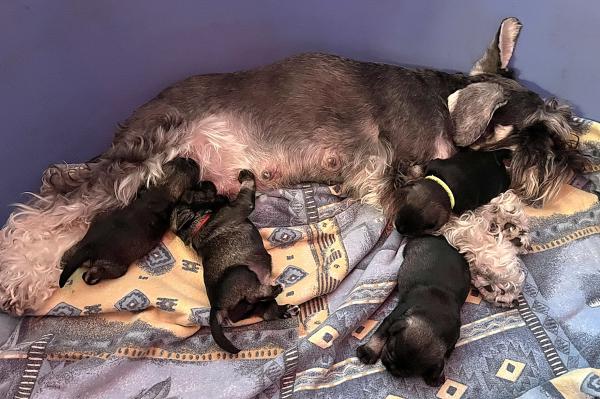Schnauzer - Previous litters 2025.S. 0
