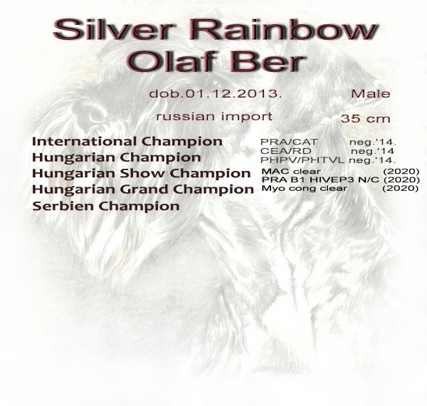 Schnauzer - Mini Schnauzer males Int.Ch.Silver Rainbow Olaf Ber   (Rus imp) 0
