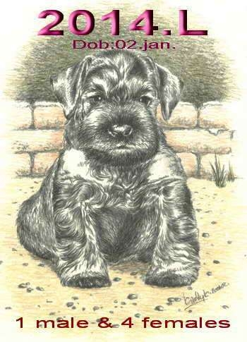 Schnauzer - 2014.L. mini - 53