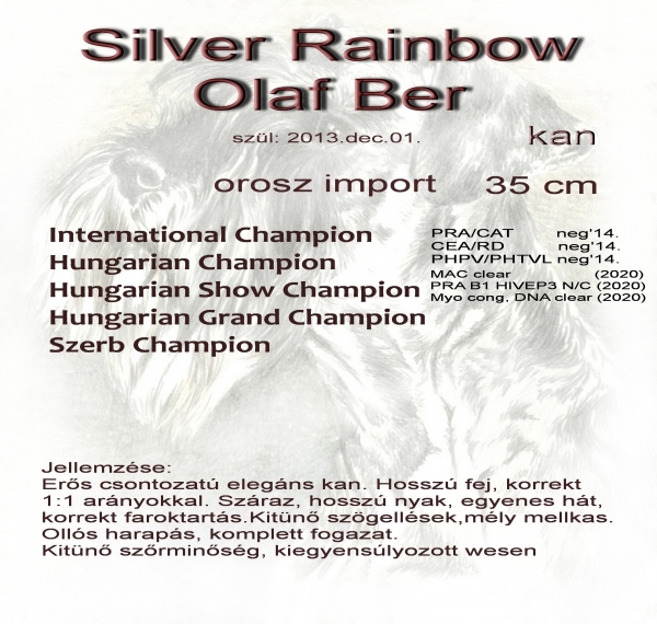 Schnauzer - Törpe Schnauzer kanok Int.Ch.Silver Rainbow Olaf Ber   (Rus imp) 0