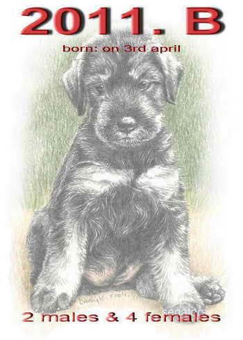 Schnauzer - 2011.B. - 63