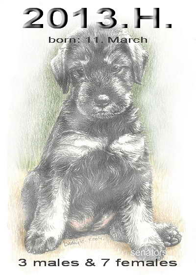 Schnauzer - 2013.H.  - 57