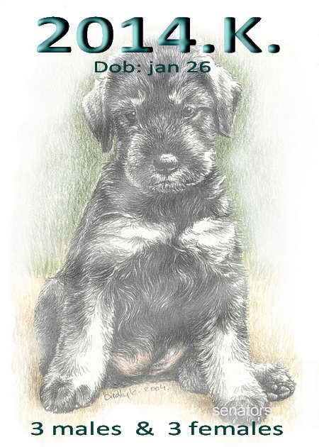 Schnauzer - 2014 K  - 54