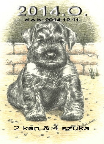 Schnauzer - 2014.O. mini - 51