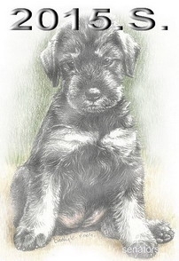Schnauzer - 2015.S - 48