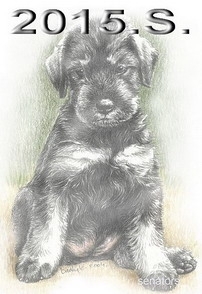 Schnauzer - 2015.S - 46