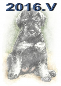 Schnauzer - 2016.V - 43