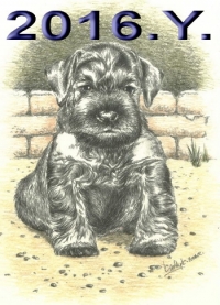 Schnauzer - 2016.Y. - 44