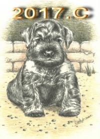 Schnauzer - 2017.C - 39